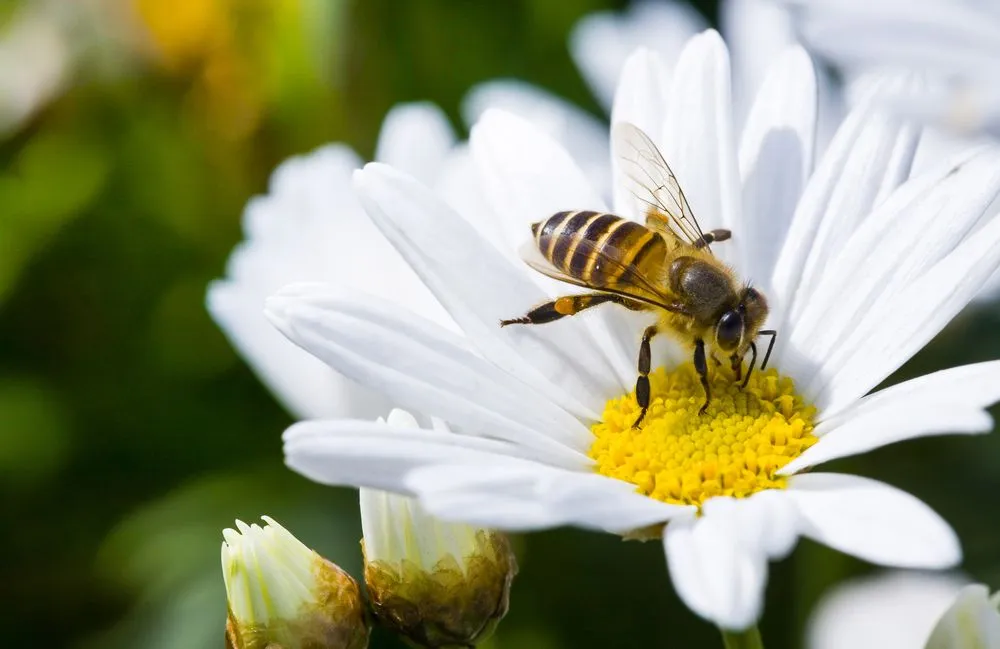 Why Can't Female Worker Bees Sterile?