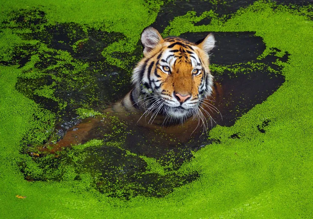 The tiger Asia. - Image(jeep2499)s