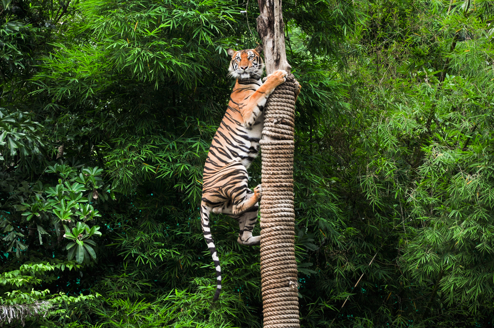 Tiger climbing on pole - Image( Duke.of.arcH)s