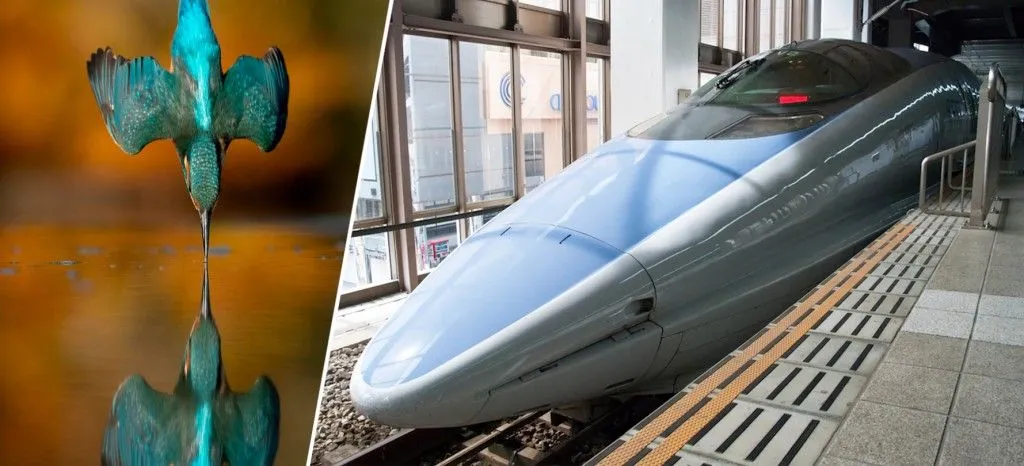 Kingfishers and the Bullet train