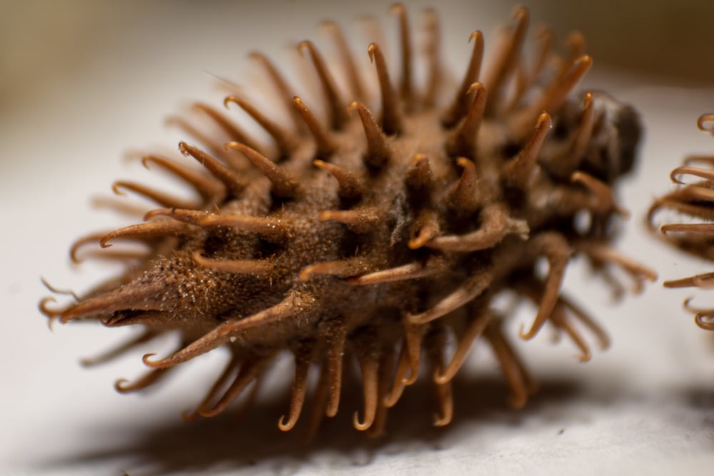 burdock sticky plant seed that sticks on dogs and clothes closeup macro-photography - Image(A Daily Odyssey)s