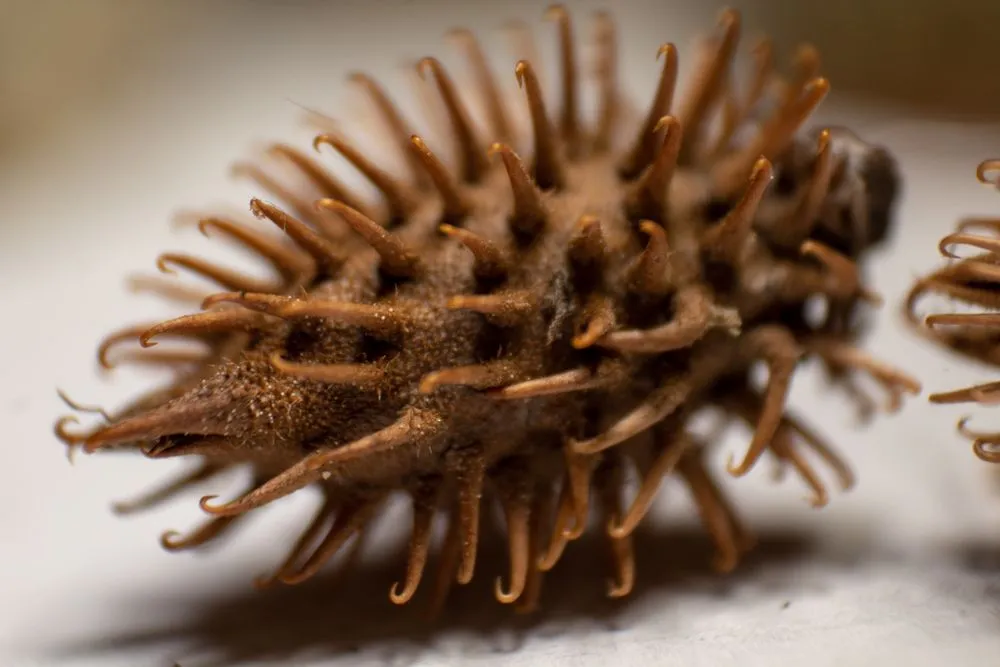 burdock sticky plant seed that sticks on dogs and clothes closeup macro-photography - Image(A Daily Odyssey)s