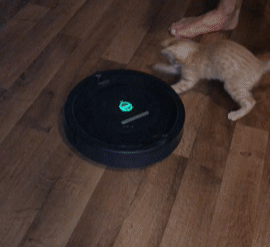 And your pets become friends with them. Win-Win!