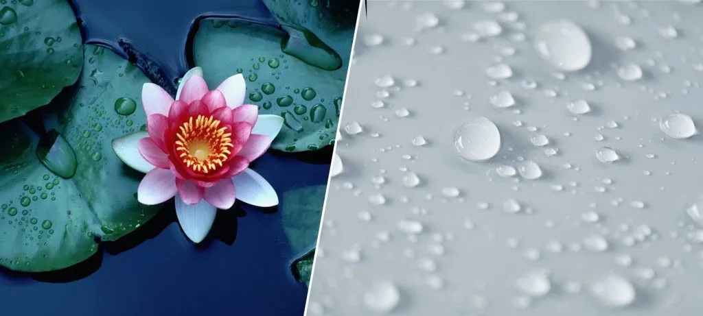 This beautiful waterlily or lotus flower is complimented by the rich colors of the deep blue water surface Image( Ricardo Reitmeyer)s & Opening velcro Macro - Image(Daniel Brasil)s 