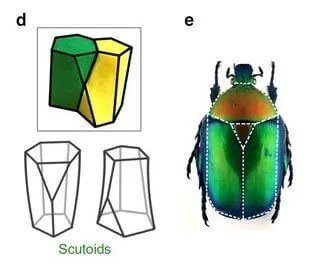 The shape of Epithelial cells change when they are curved.