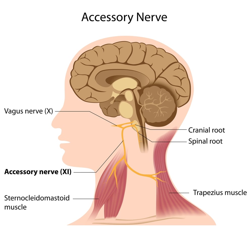 Accessory nerve - Illustration( Alila Medical Media)S