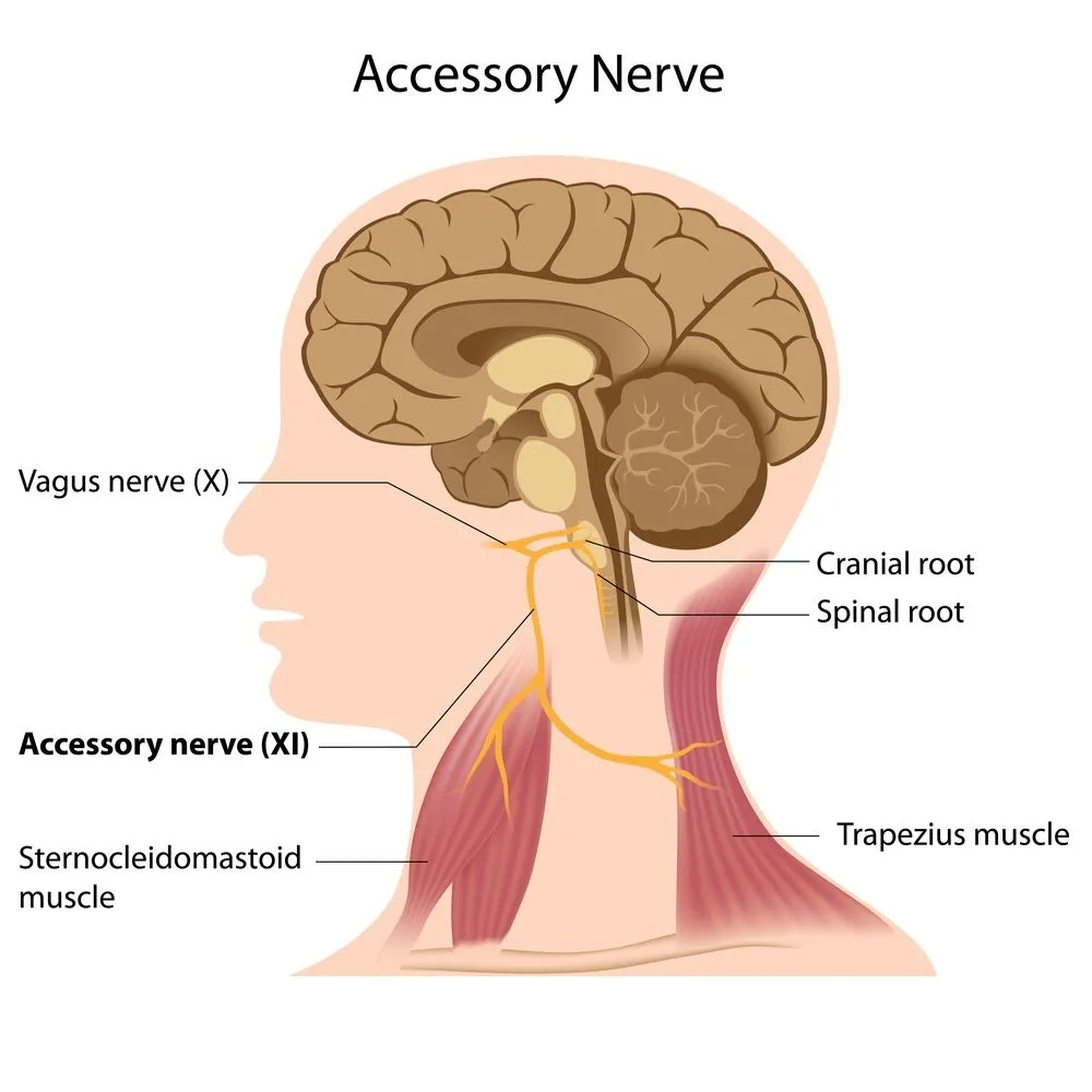 Accessory nerve - Illustration( Alila Medical Media)S