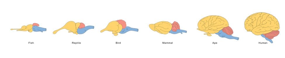 Brain Evolution from fishes to human - Illustration(Aldona Griskeviciene)s