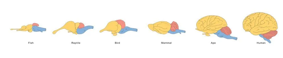 Brain Evolution from fishes to human - Illustration(Aldona Griskeviciene)s