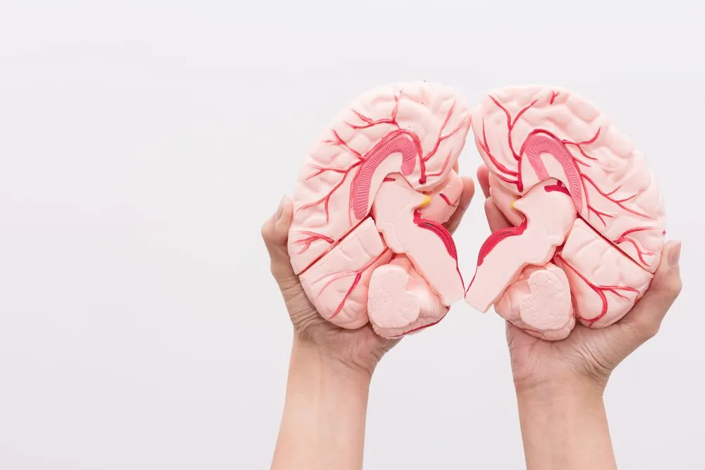 Close-up of Internal organs dummy on white background. Human anatomy model(Bangkoker)S