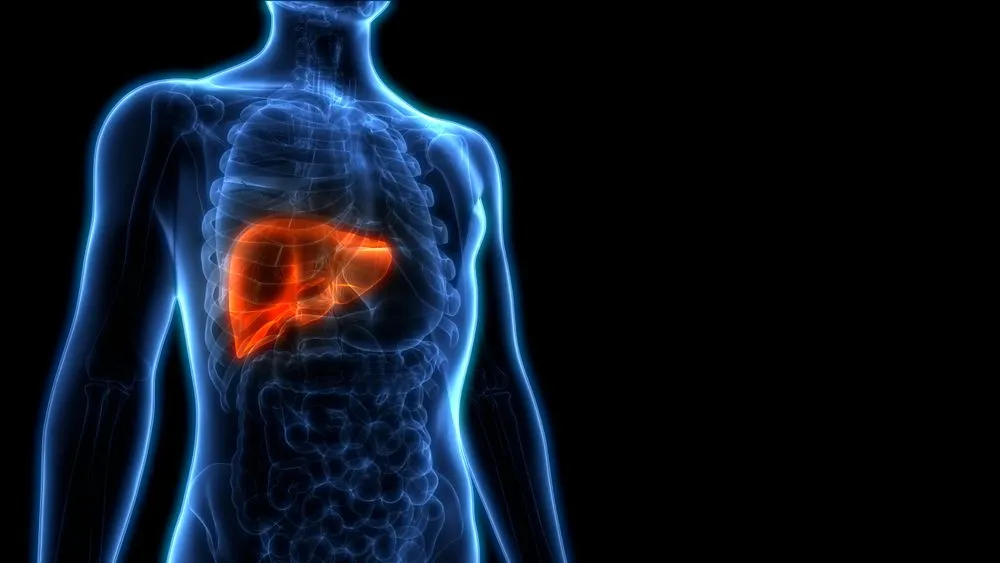Human Liver Anatomy. 3D - Illustration( Magic mine)s