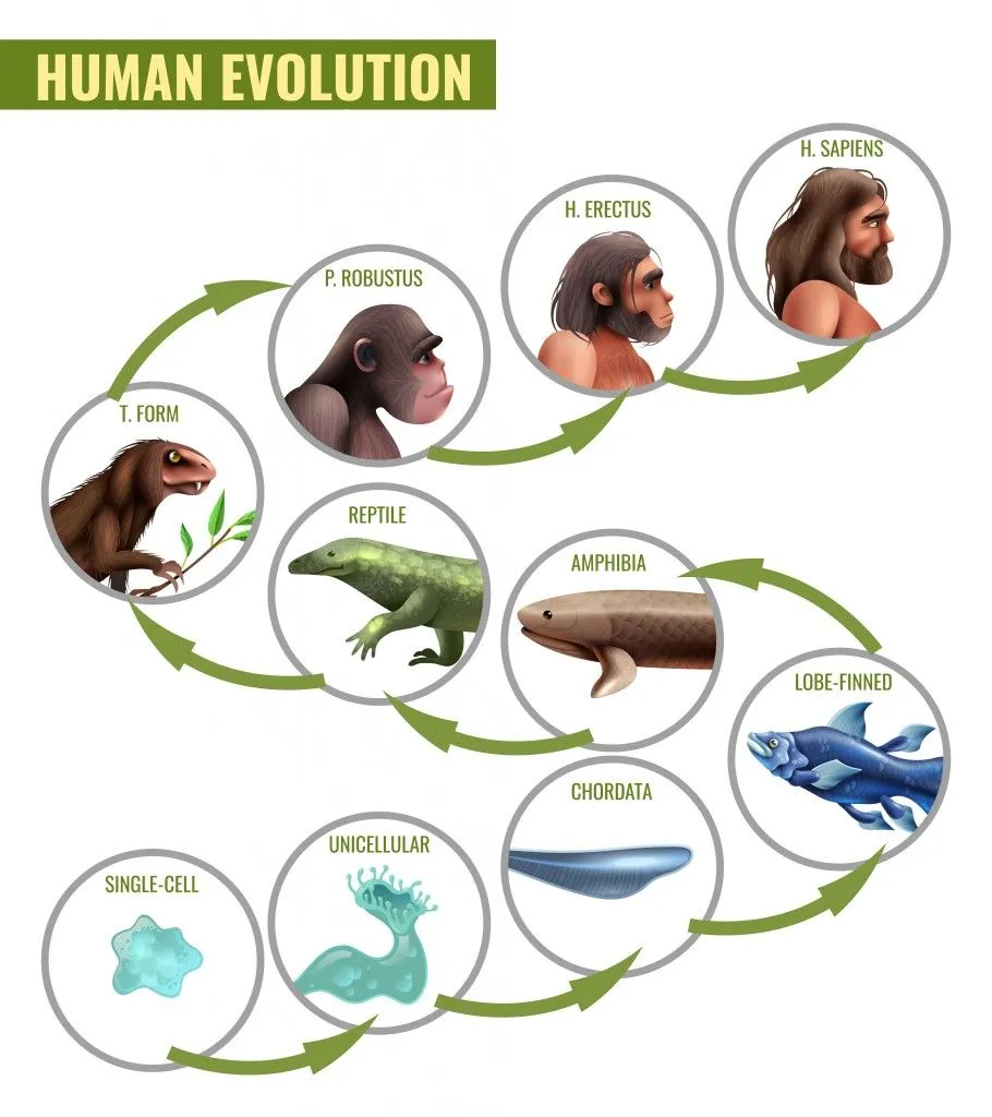Human evolution infographics with development stages from single cell to homo sapiens(Macrovector)S