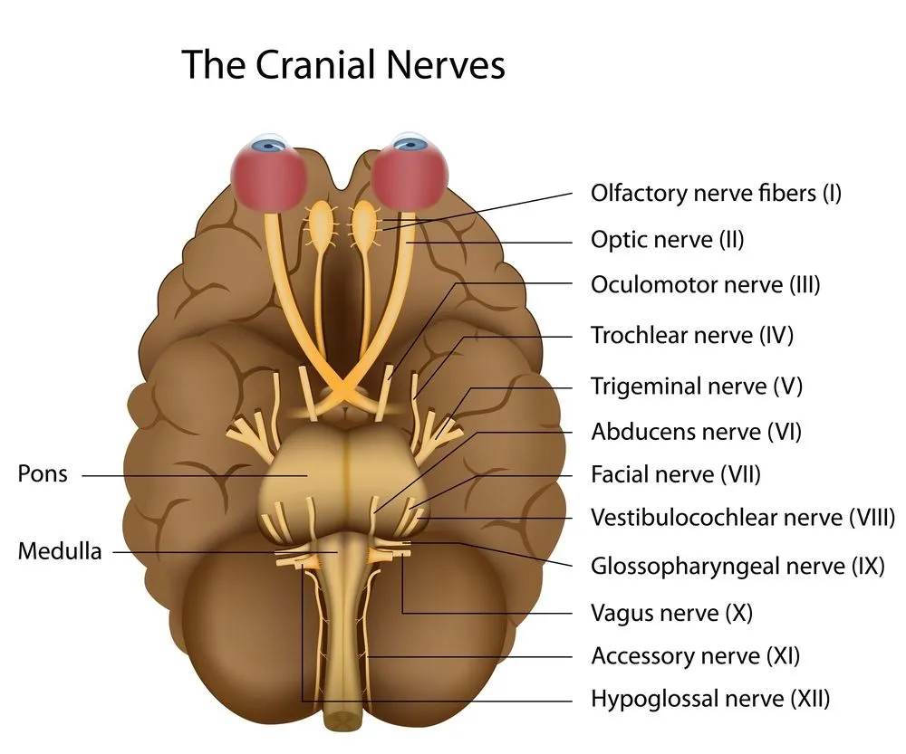 What Are Cranial Nerves? How Many Cranial Nerves Are There?