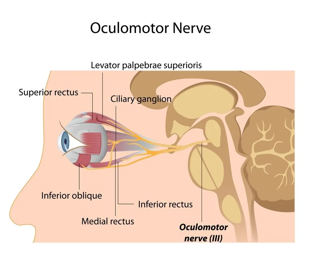 The Oculomotor nerve - Illustration( Alila Medical Media)S