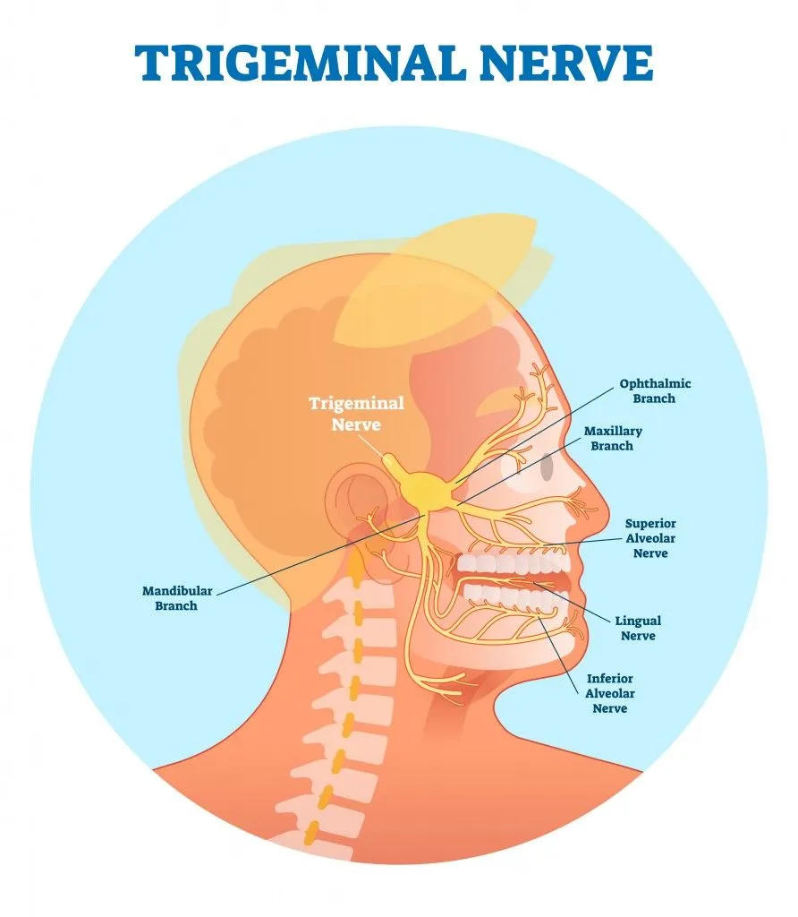 Trigeminal nerve anatomical vector illustration diagram with human head cross section(VectorMine)s