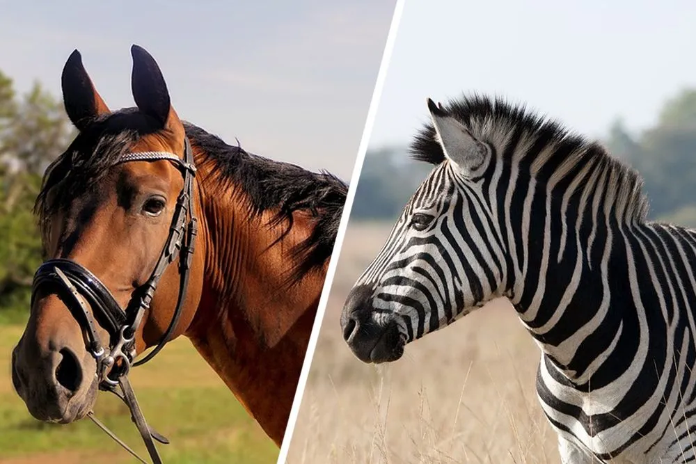 Zebra Riding: Why Can't Zebras Be Domesticated Like Horses?