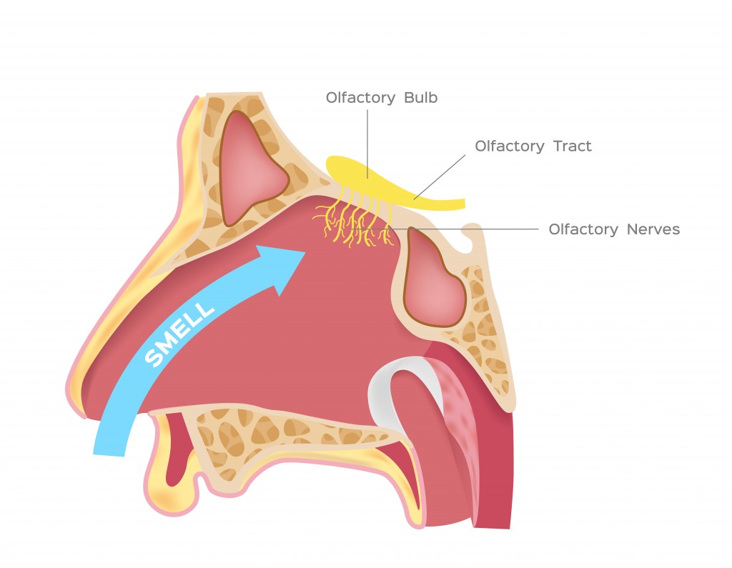 nasal receptors olfactory bulb vector - Vector( gritsalak karalak)s