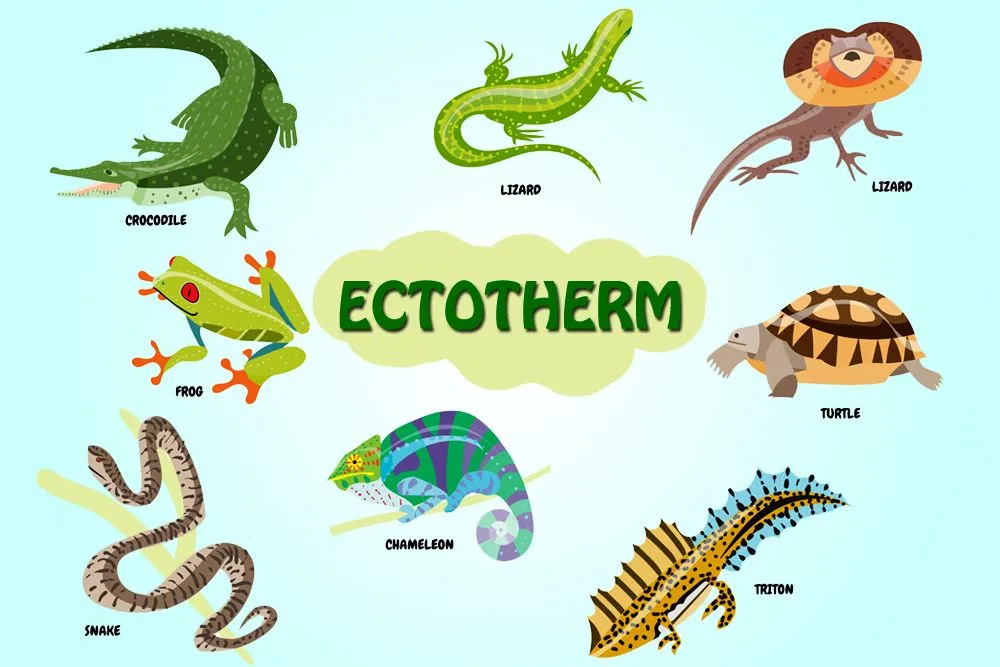 Ectotherm: Definition, Exaplanation And Examples (Ectothermic Animals)
