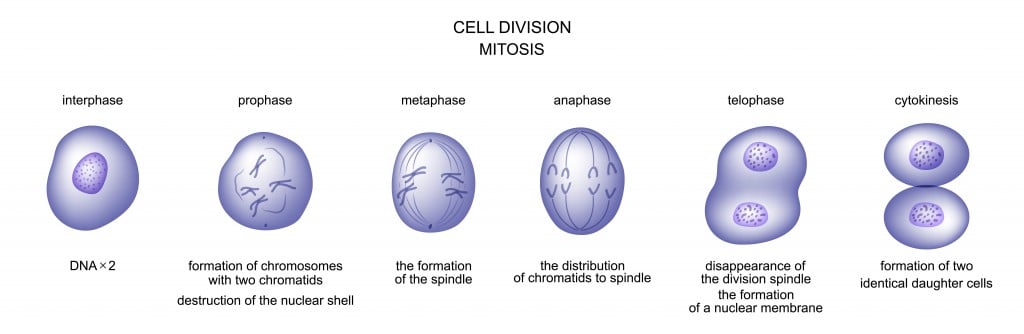 vector illustration of cell division. mitosis. biology - Vector(Artemida-psy)s