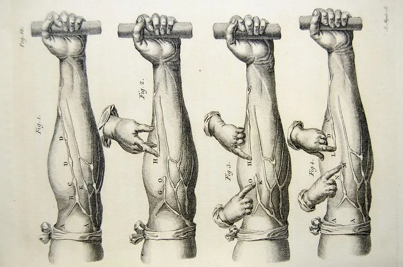 veins of the arm
