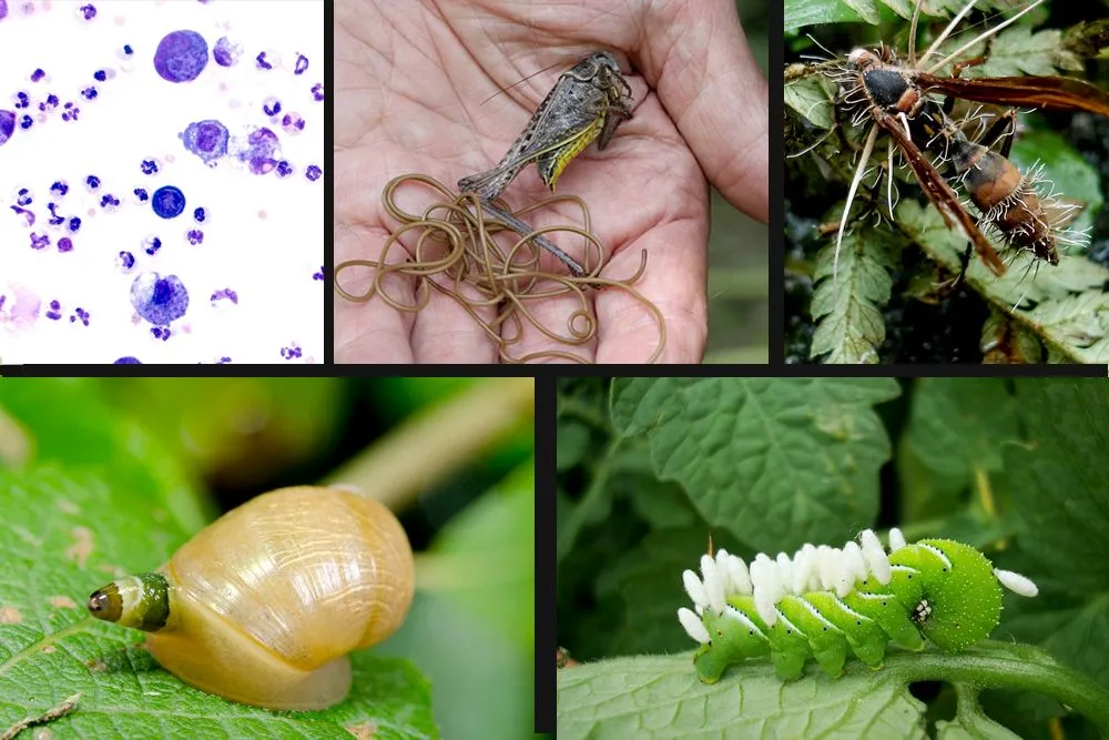 Mind Controlling Parasites: Can Parasites Control Your Mind?