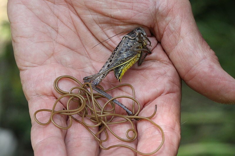 A long Horsehair worm shortly after emerging from its cricket host