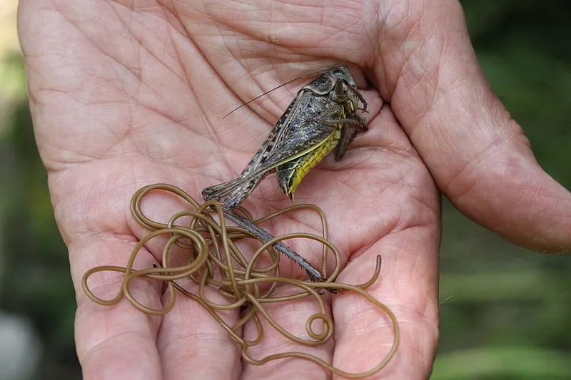 A long Horsehair worm shortly after emerging from its cricket host
