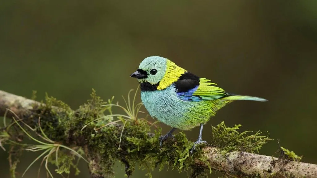 Endotherm Animals: Definition, Characteristics And Examples
