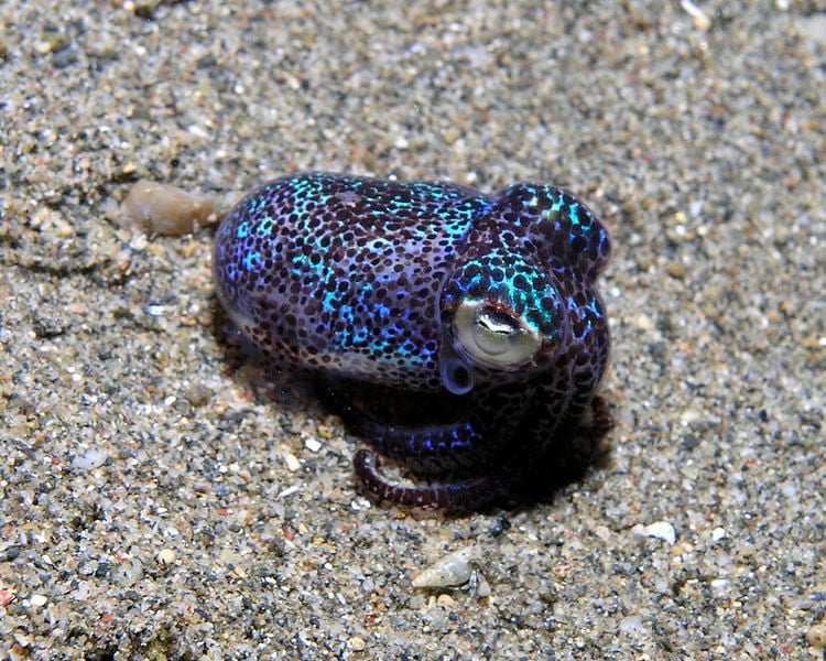 Bobtail squid