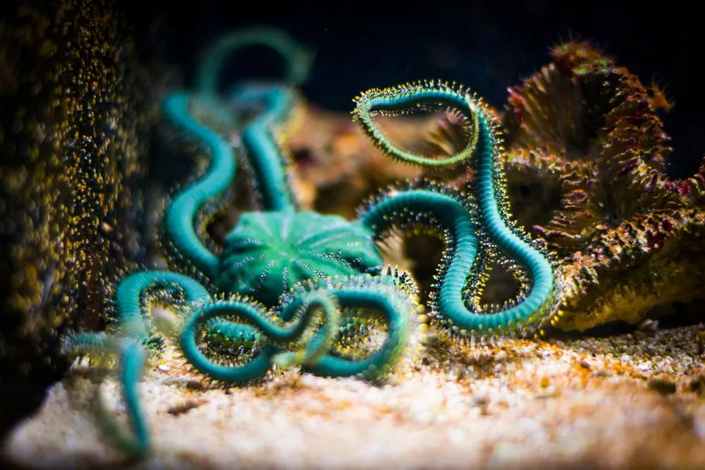 Brittle star in aquarium (Ophiuroidea)(ewaplesna)s