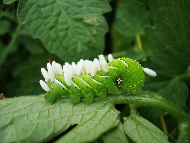 Caterpillar
