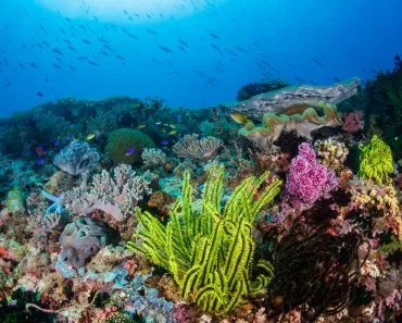 Colorful feather stars and soft corals on a reef inside the Coral( Richard Whitcombe)s