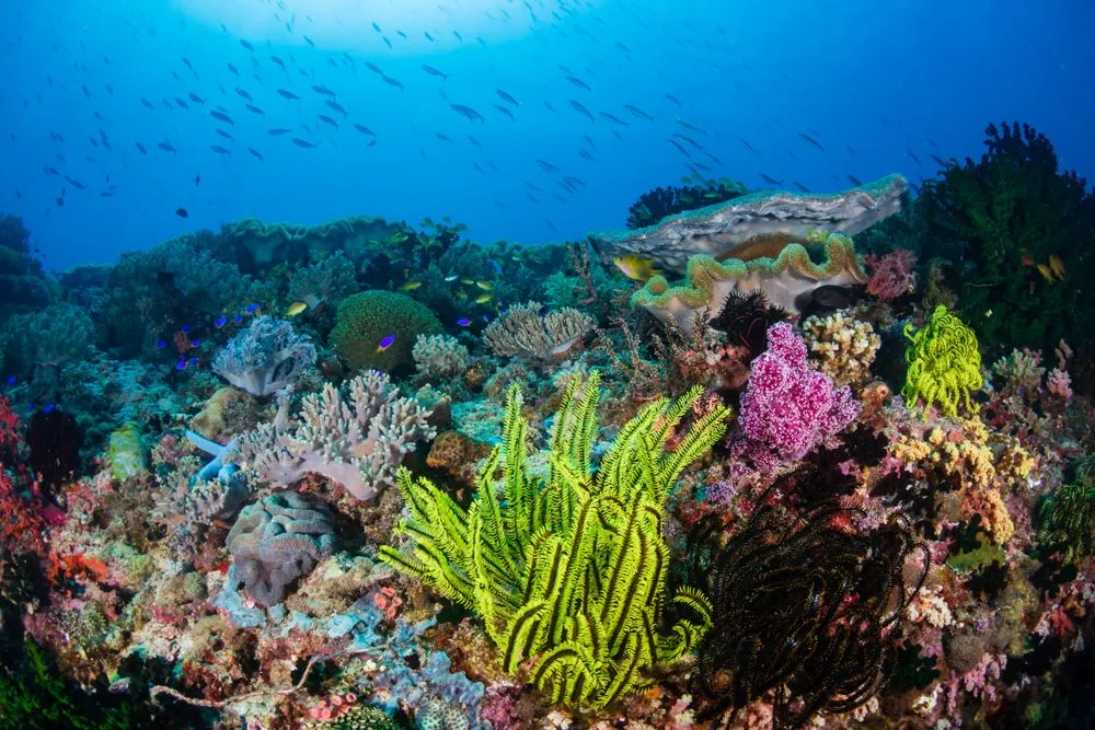 How Are Coral Reef Formed?