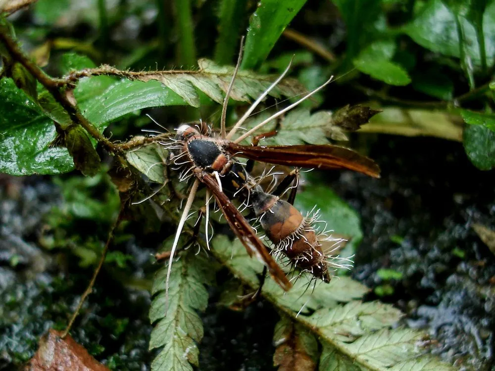 Cordyceps is a genus of ascomycete fungi that includes about 400 species(IPBio)s