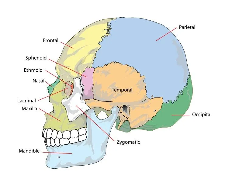 The various bones in a regular skull. (Photo Credit : LadyofHats/Wikimedia Commons)
