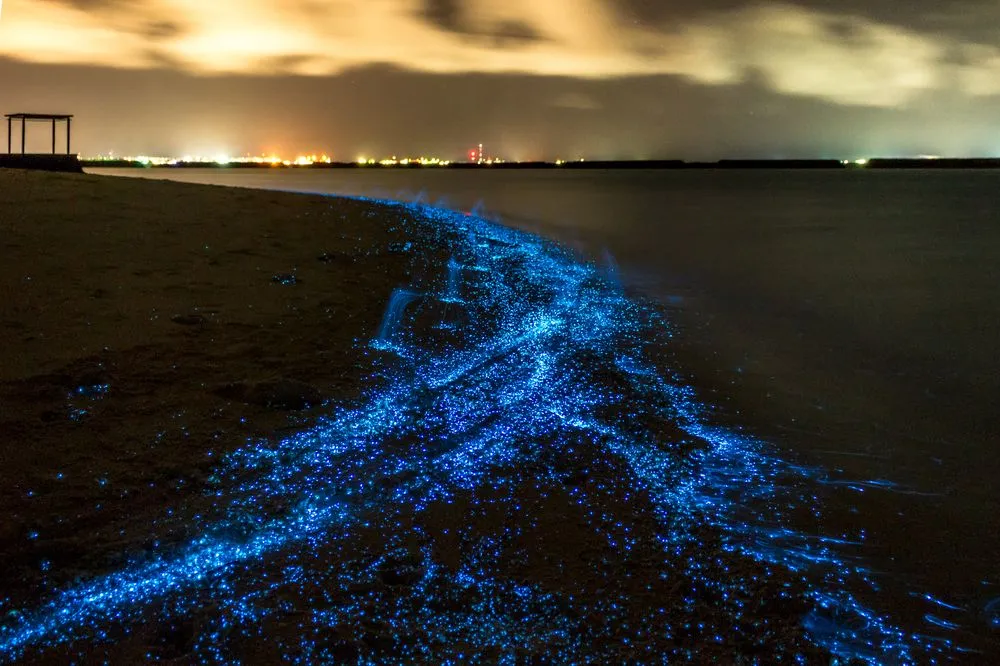 Bioluminescence: What Makes Some Beaches Glow (Sparkle) At Night?
