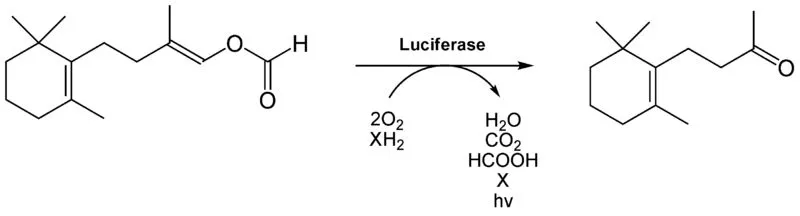 The Luciferase reaction.