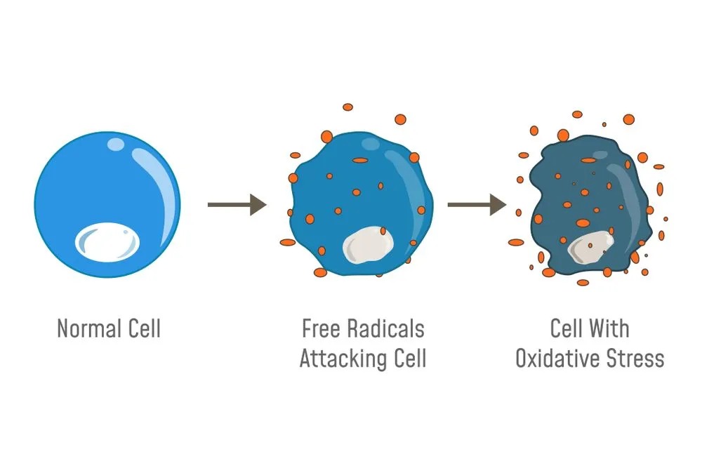 Stressed Cells: What Is Cellular Stress?