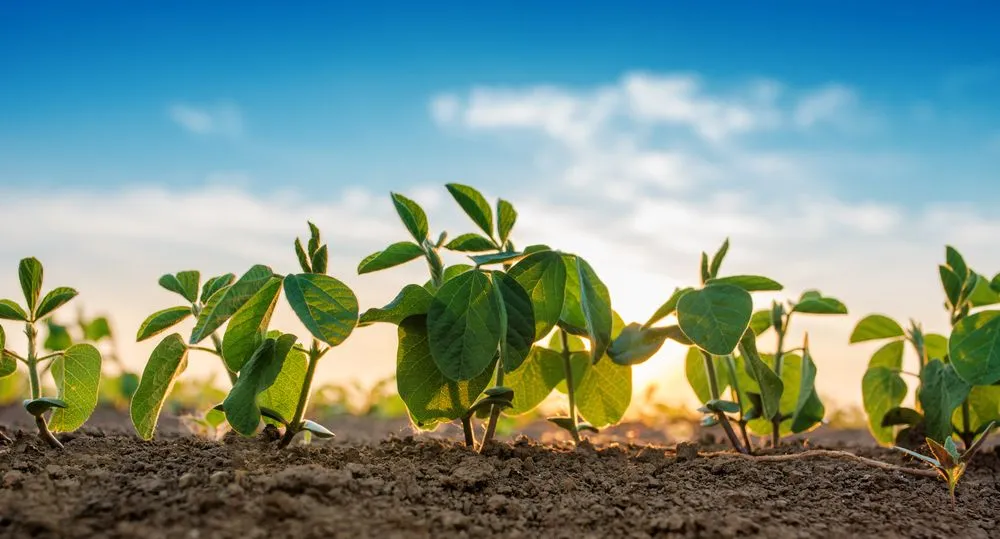 How Are Soybeans Serving As Cheaper Alternative For Water Purification?