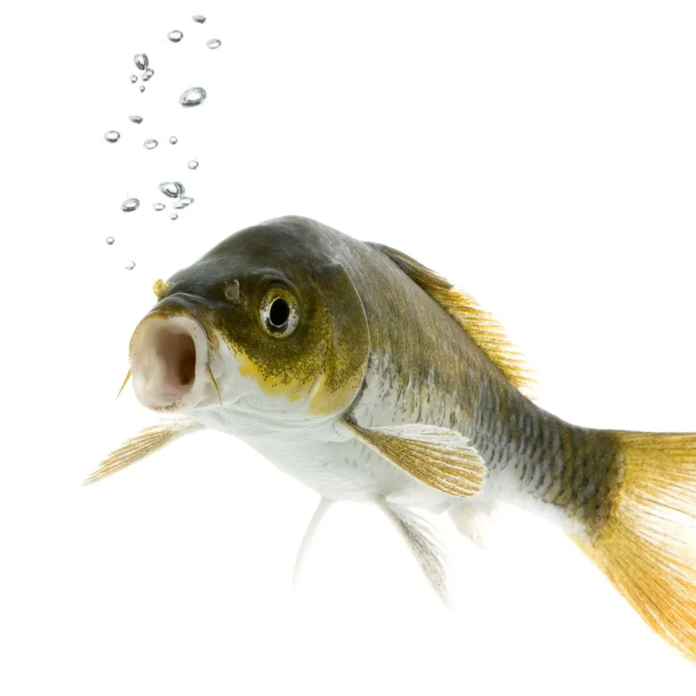 YAMABUKI OGON swimming in front of a white background(Eric Isselee)s