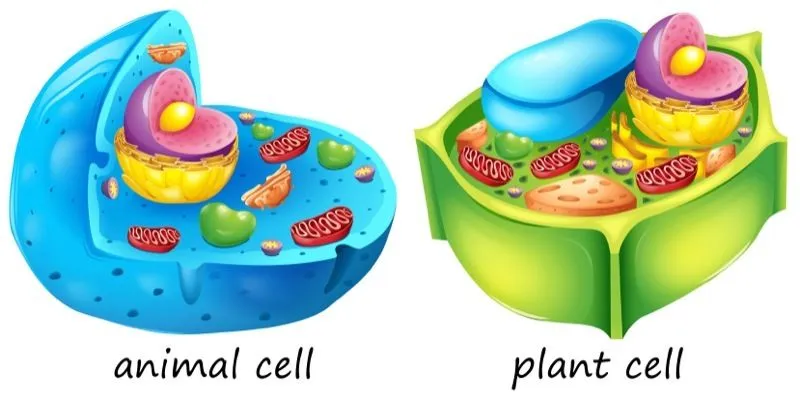 Plant Vs Animal Cells: The Difference Between Plant & Animal Cells