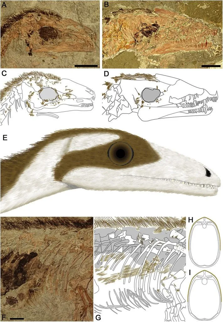 Detail of the Pigmented Plumage Distribution across the Face and Abdomen of Sinosauropteryx (Credits: Smithwick, F. M., Nicholls, R., Cuthill, I. C., & Vinther, J. (2017, November). Countershading and Stripes in the Theropod Dinosaur Sinosauropteryx Reveal HeterogeneousHabitatsin the Early Cretaceous Jehol Biota. Current Biology. Elsevier BV. http://doi.org/10.1016/j.cub.2017.09.032 )