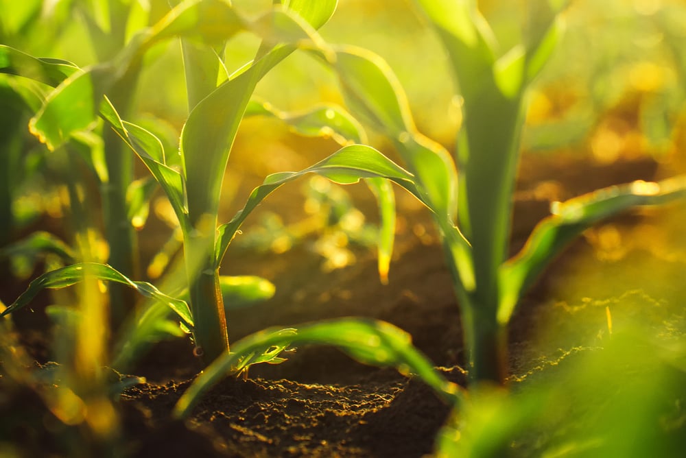 Corn crops growing in field(igorstevanovic)s