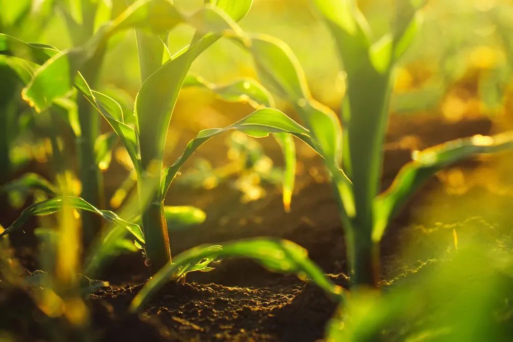 Corn crops growing in field(igorstevanovic)s