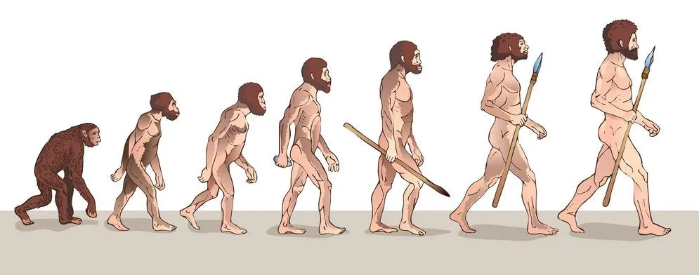 Human Evolution Illustration