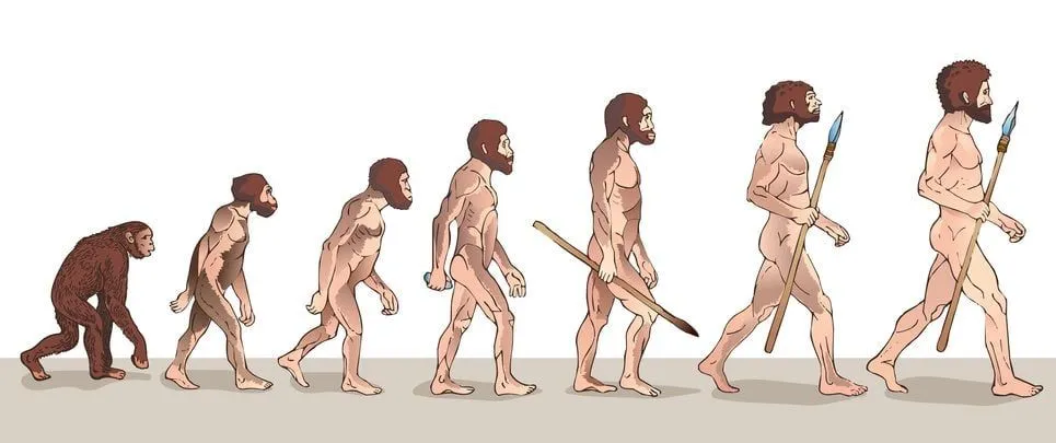 Human Evolution Illustration( Usagi-P)s