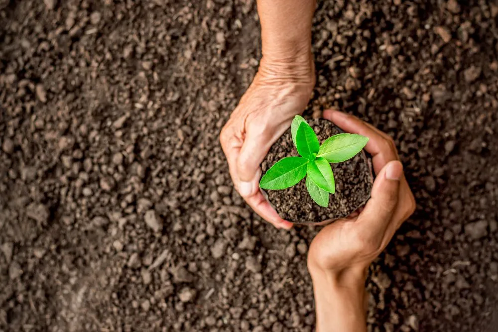 Do Plants Hold The Soil Or Does The Soil Hold Plants And Trees?