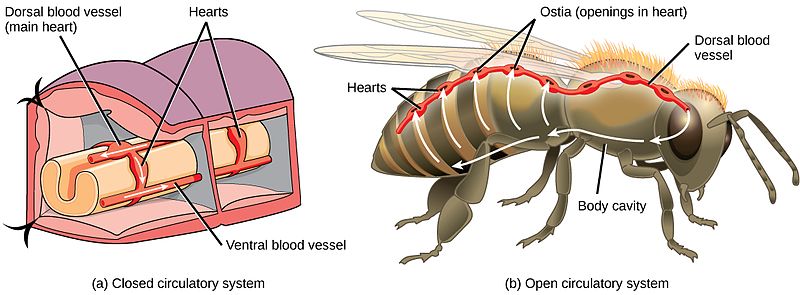 circulatory system in an arthropod