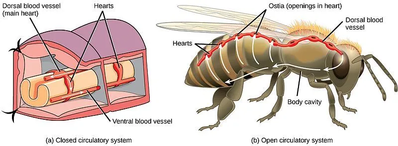 circulatory system in an arthropod