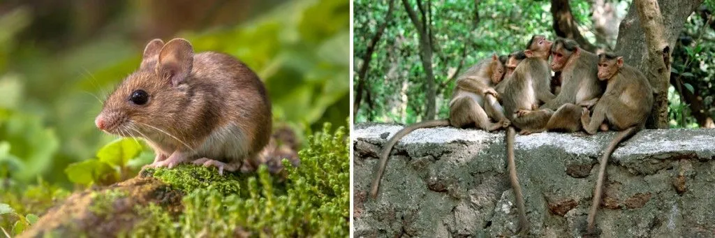 mouse and monkey